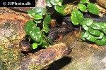 tylototriton verrucosus   crocodile newt  