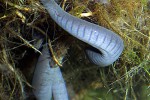 typhlonectes natans   rio cauca caecilian rubber eel  