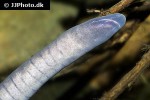 typhlonectes natans   rio cauca caecilian rubber eel  