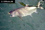 oncorhynchus kisutch