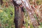 oncorhynchus tshawytscha