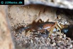 androctonus australis   yellow fat tail scorpion  