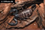 euscorpius italicus   italian small wood scorpion  