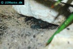 hadogenes bicolor   southafrican flat rock scorpion  