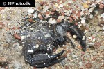 hadogenes paucidens   olive keeled flat rock scorpion  