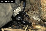 heterometrus longimanus   asian black scorpion  