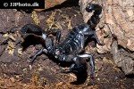 heterometrus petersii   giant asian forest scorpion  