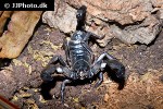 heterometrus petersii   giant asian forest scorpion  