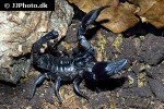 heterometrus petersii   giant asian forest scorpion  