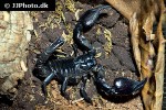 heterometrus petersii   giant asian forest scorpion  