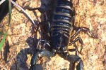 heterometrus swammerdami   giant indian black scorpion  
