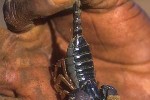 heterometrus swammerdami   giant indian black scorpion  