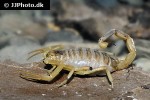 leiurus quinquestriatus   deathstalker scorpion  