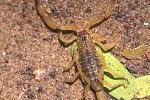 mesobuthus tamulus   indian red scorpion  