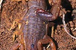 mesobuthus tamulus   indian red scorpion  