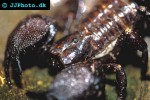 pandinus imperator   common emperor scorpion  