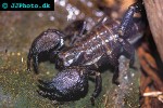 pandinus imperator   common emperor scorpion  