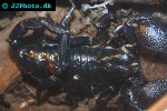 pandinus imperator   common emperor scorpion  