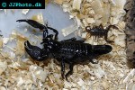 pandinus imperator   common emperor scorpion  