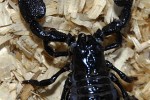 pandinus imperator   common emperor scorpion  