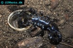 pandinus imperator   common emperor scorpion  