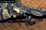 rhopalurus junceus   blue scorpion  