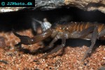 rhopalurus junceus   blue scorpion  