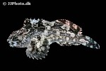 scorpaenichthys marmoratus