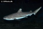 carcharhinus melanopterus