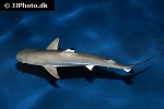 carcharhinus melanopterus