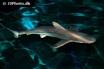 carcharhinus plumbeus carcharhinus plumbeus