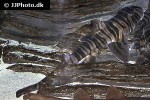 heterodontus zebra