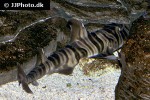heterodontus zebra