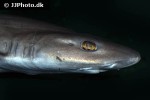 mustelus mustelus mustelus mustelus