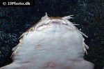 orectolobus maculatus orectolobus maculatus