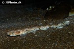 scyliorhinus canicula scyliorhinus canicula