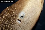 stegostoma cf fasciatum