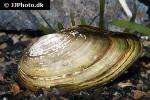 anodonta cygnea   swan mussel  