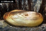 anodonta spp   river mussel  