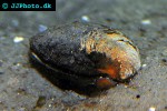 arctica islandica   ocean quahog  