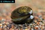 corbicula spp   basket clam  