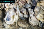 crassostrea virginica    american oyster  