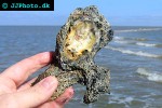 crassostrea virginica    american oyster  