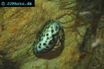 cypraea tigris   tiger cowrie  