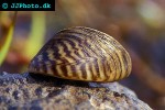 dreissena polymorpha   zebra mussel  