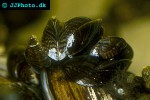 dreissena polymorpha   zebra mussel  