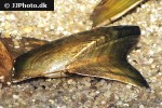hyriopsis bialatus    freshwater pearl mussel  