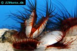 lima scabra   flame scallop  