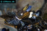 mytilus edulis   common mussel  