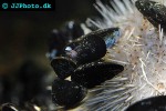 mytilus edulis   common mussel  